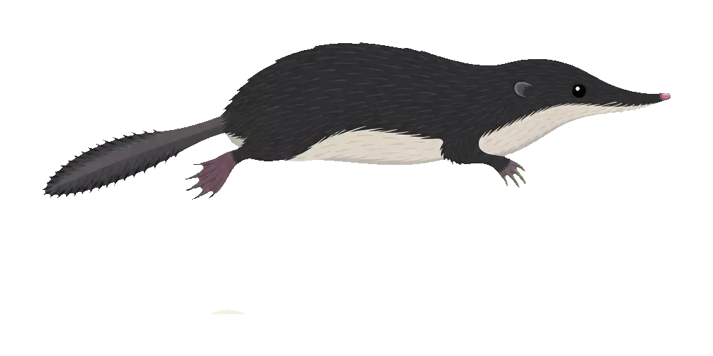 Abbildung zu Wasserspitzmaus