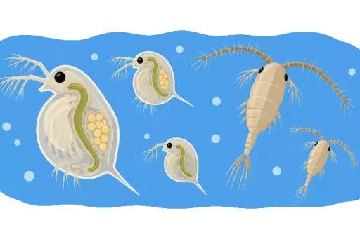 Abbildung zu Zooplankton