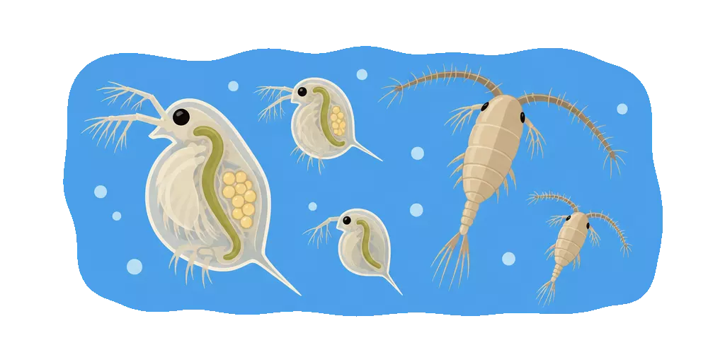 Abbildung zu Zooplankton