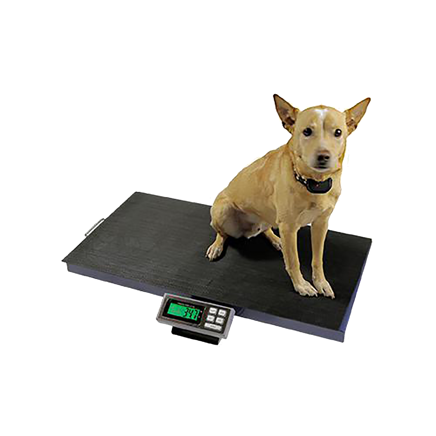 Electronic Veterinary Scale; 400 lb Capacity VS2400 – Charder Scales