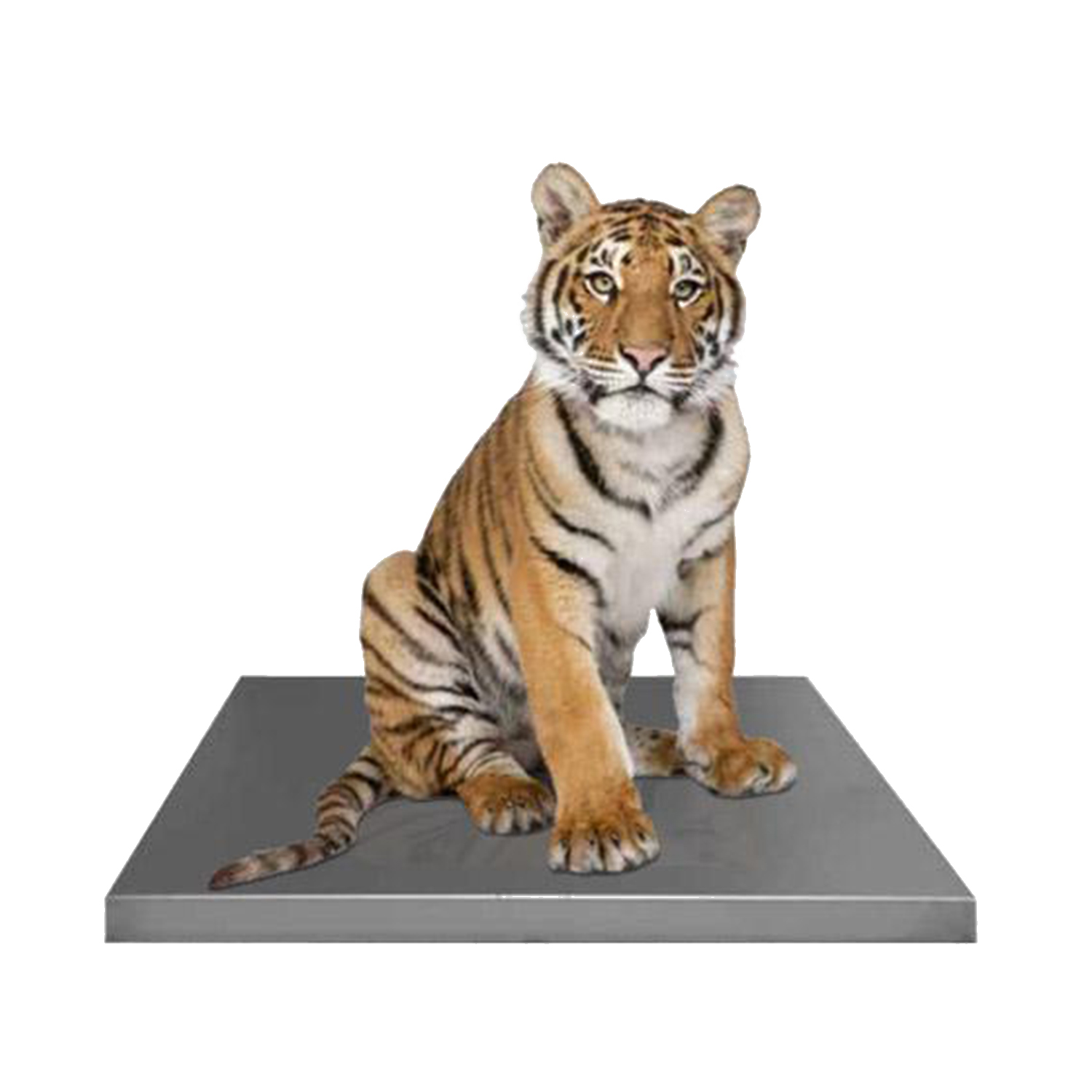 Avante Zoological Platform Scales: Multiple Models