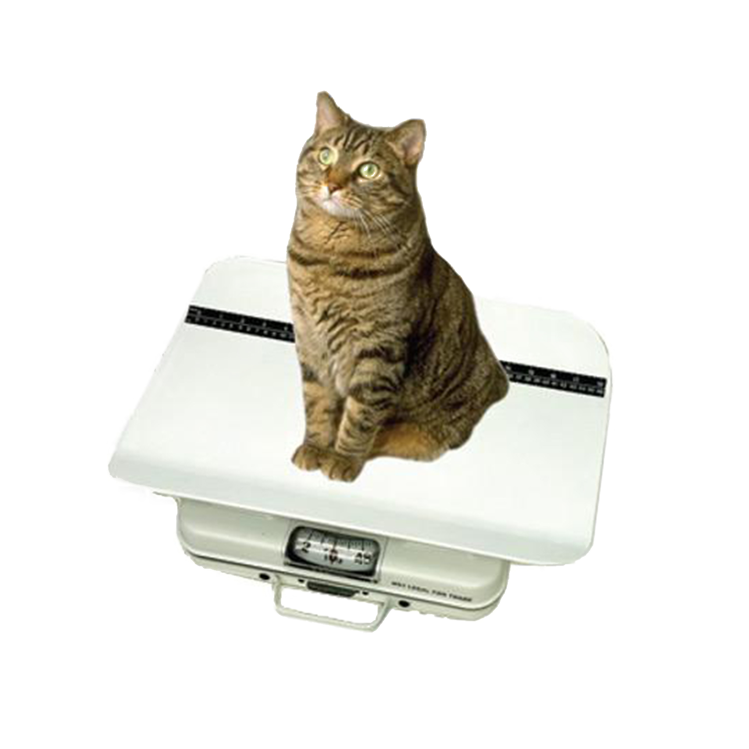 Veterinary Scale XL Animal Scale Digital Dog Scale Cat Platform