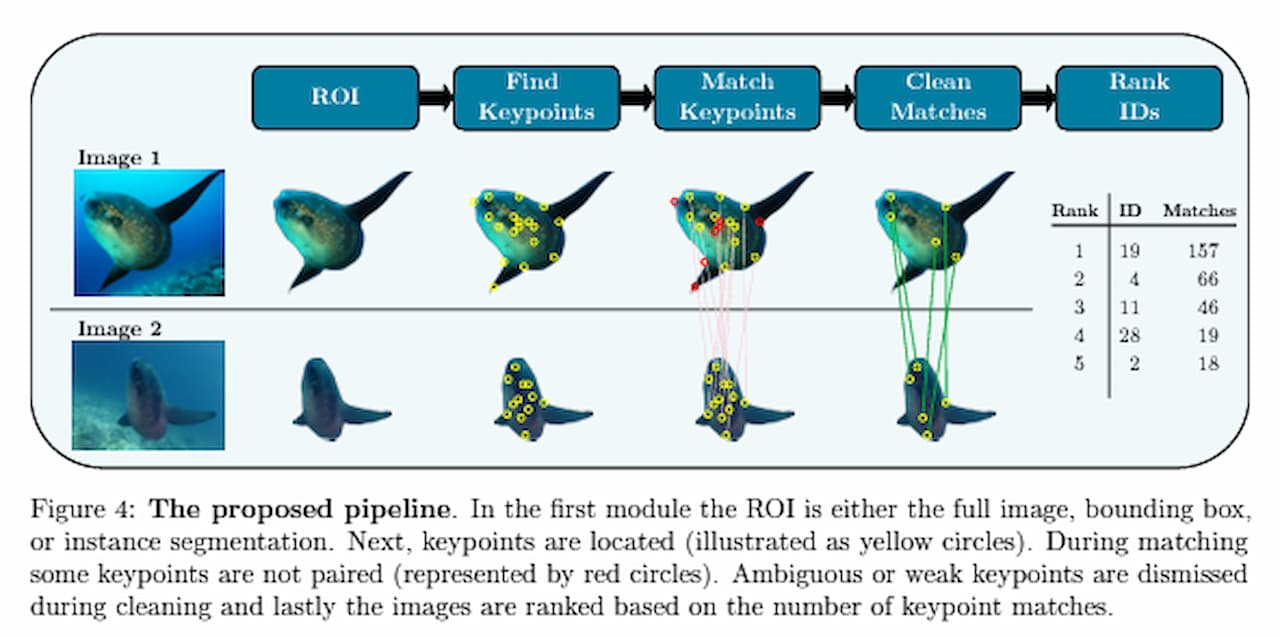 Illustration of keypoint extraction of sunfish