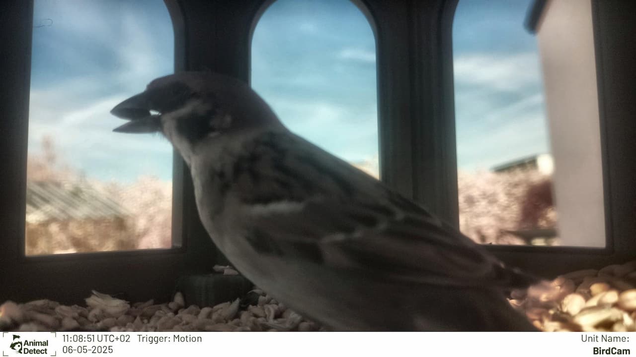 The new fellow which is comming by every day!