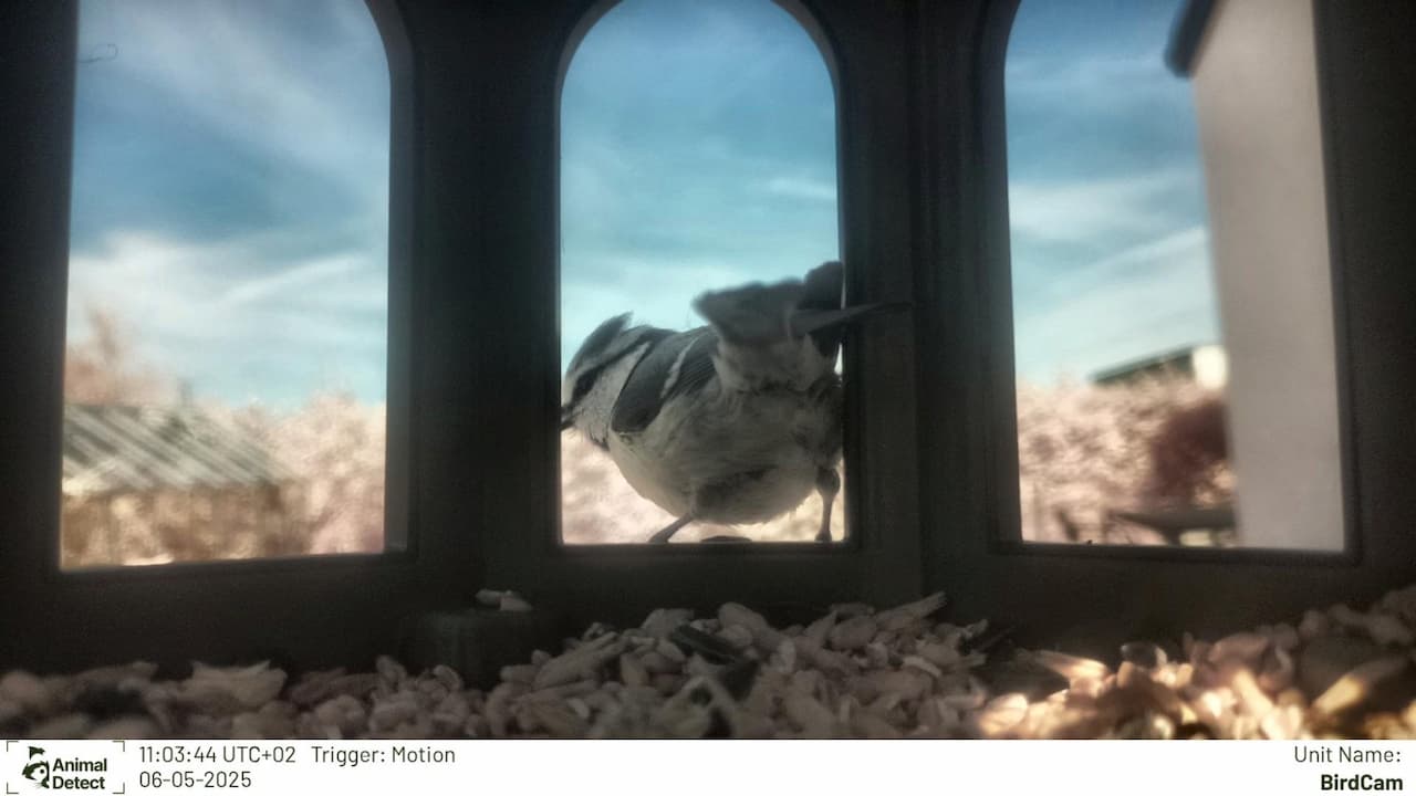Cute bird!