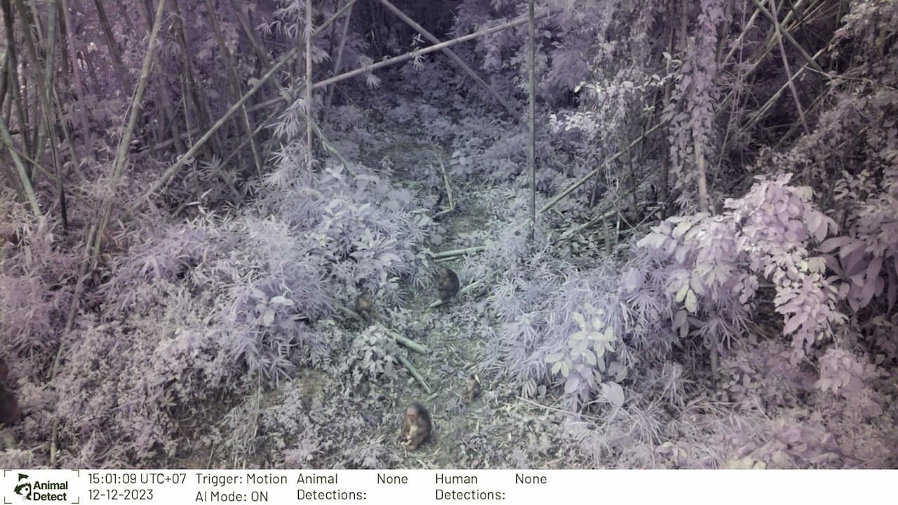 Image taken in Thailand with the NoIR camera on Animal Detect