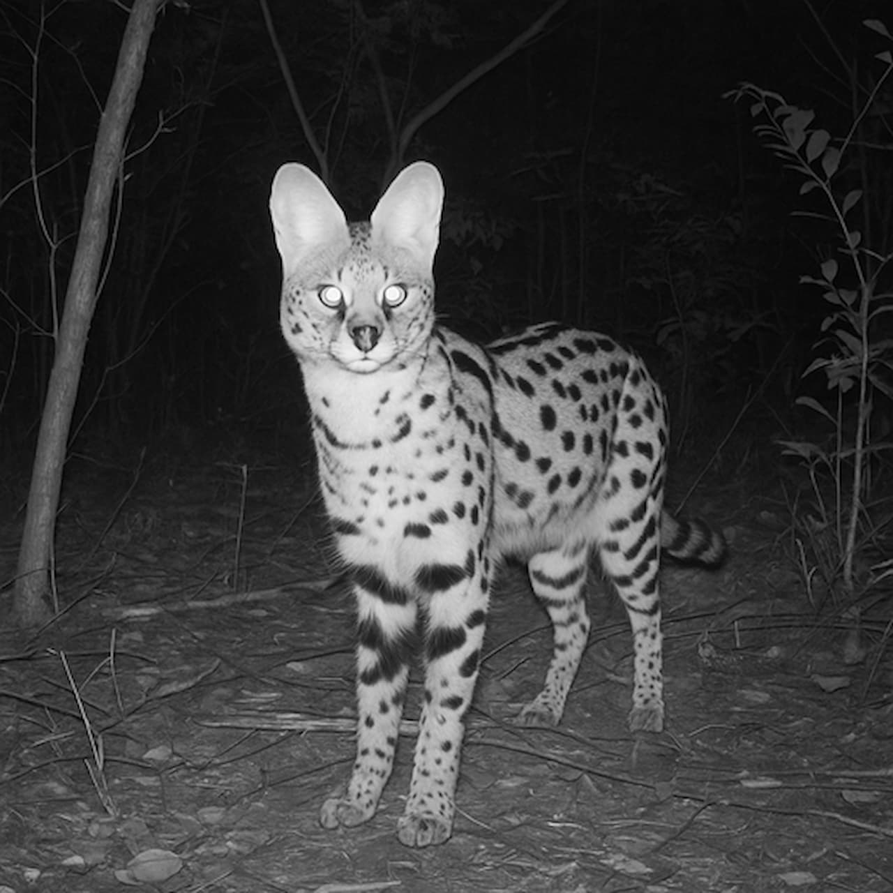 Diffusion models and how can they be for Animal conservation