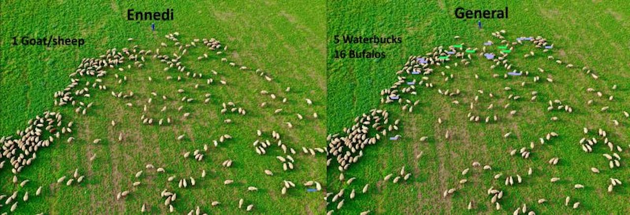 HerdNet - Count Animal herds from Areal images