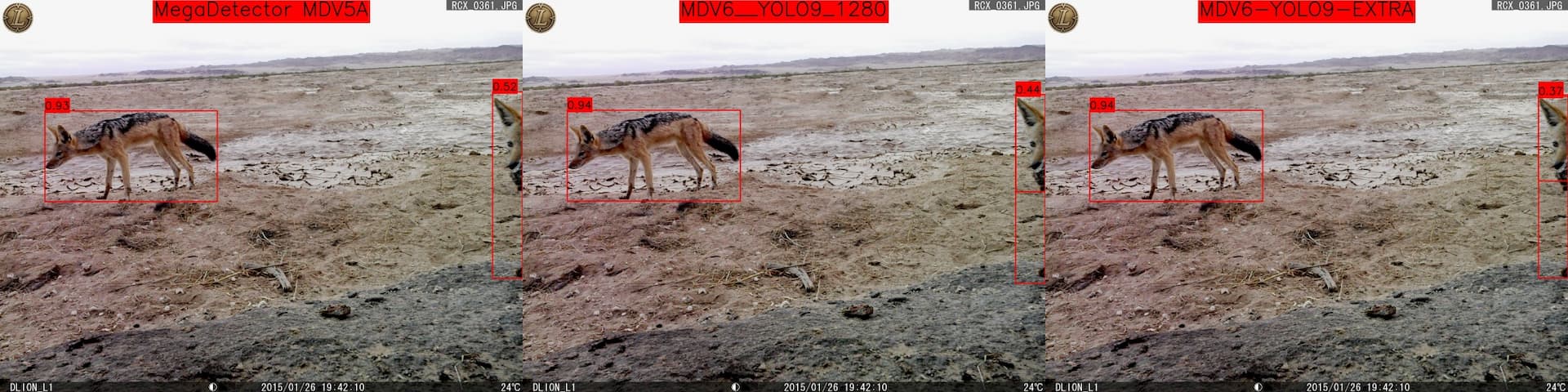 Again, larger confidence on animal entering the image with MDV5