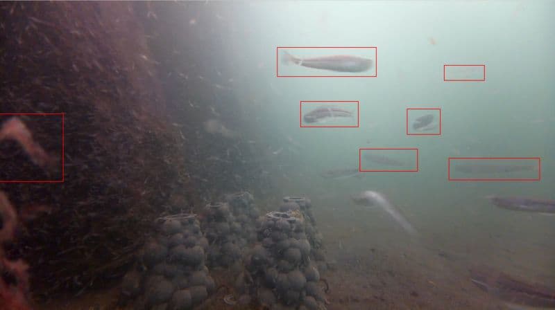 MegaFishDetector - a binary underwater fish detector