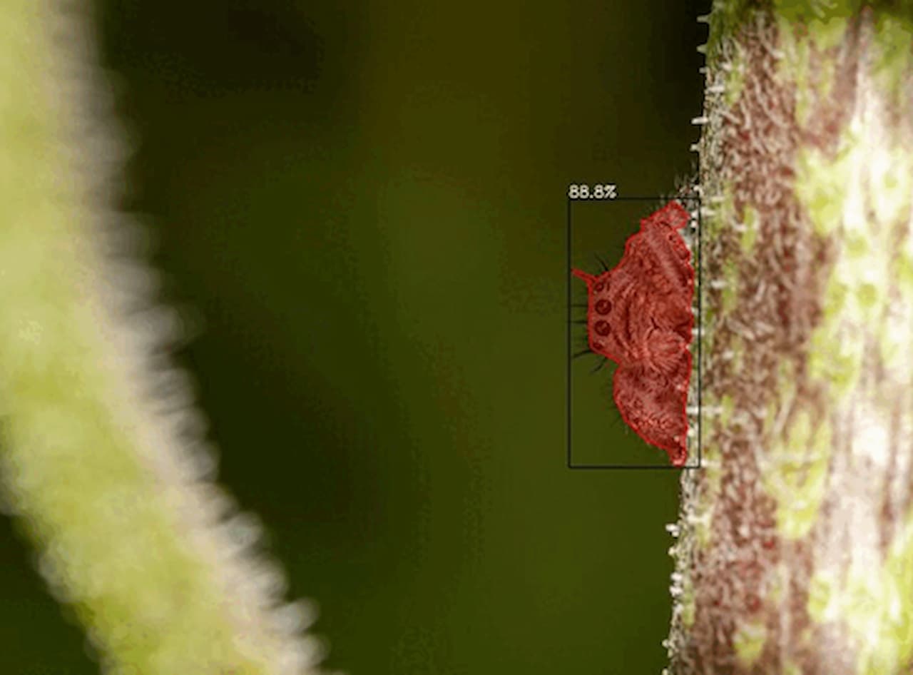 Testing out FlatBug - Insect detector
