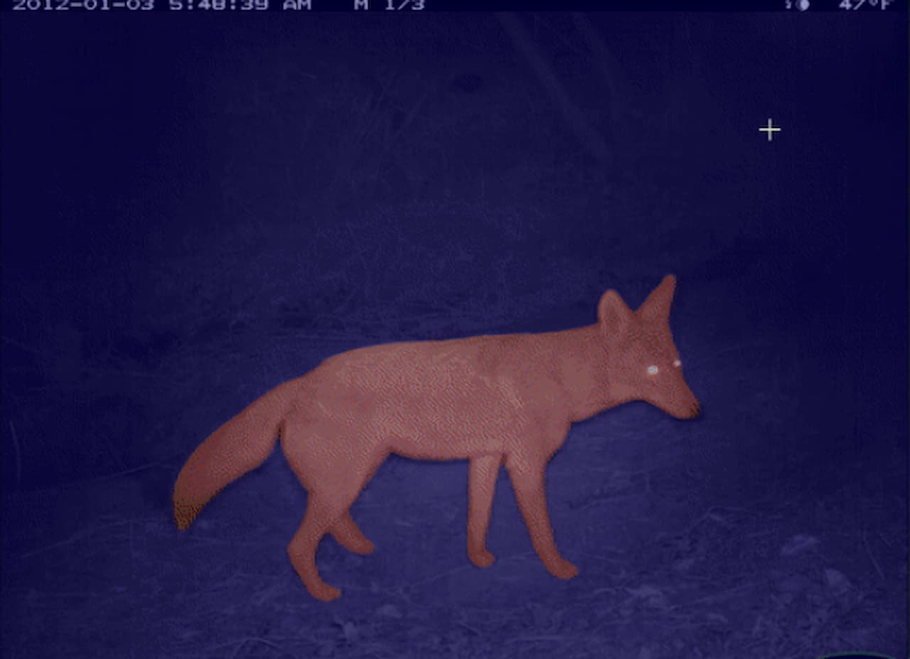 Why Animal Segmentation is useful in Wildlife Conservation?