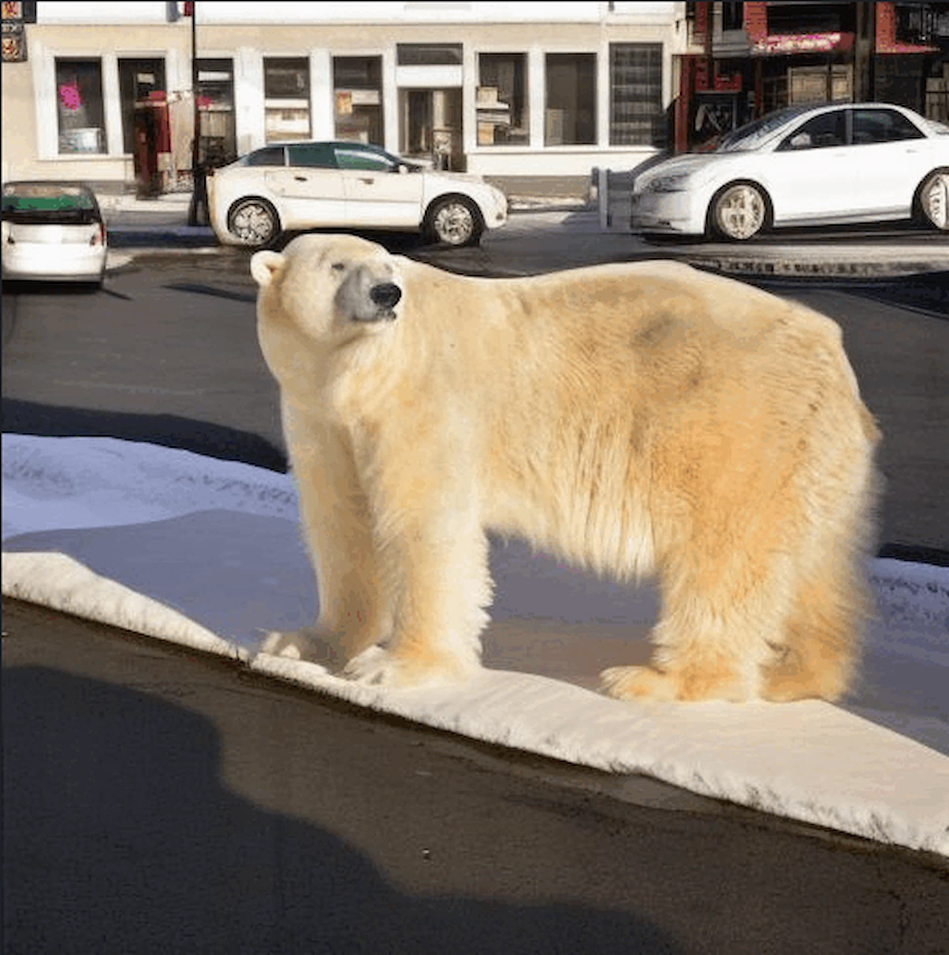 Wildlife Data Augmentation