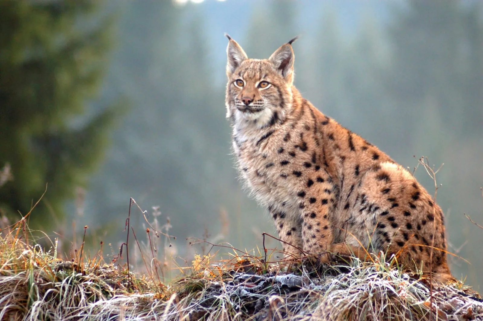 A Eurasian lynx sitting on a frosted rise at the edge of a forest