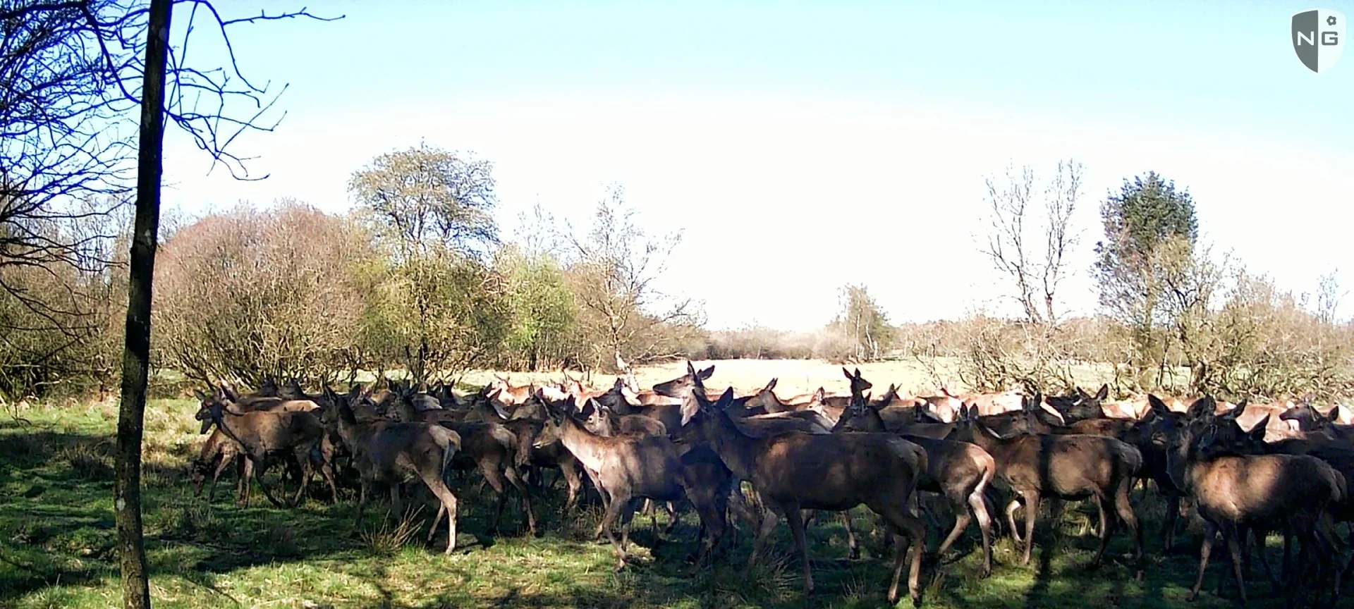 A herd of red deer in a clearing, taken by a Nordic Gamekeeper camera