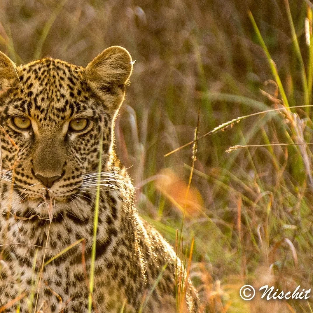 A leopard sitting in tall grass, looking at the camera