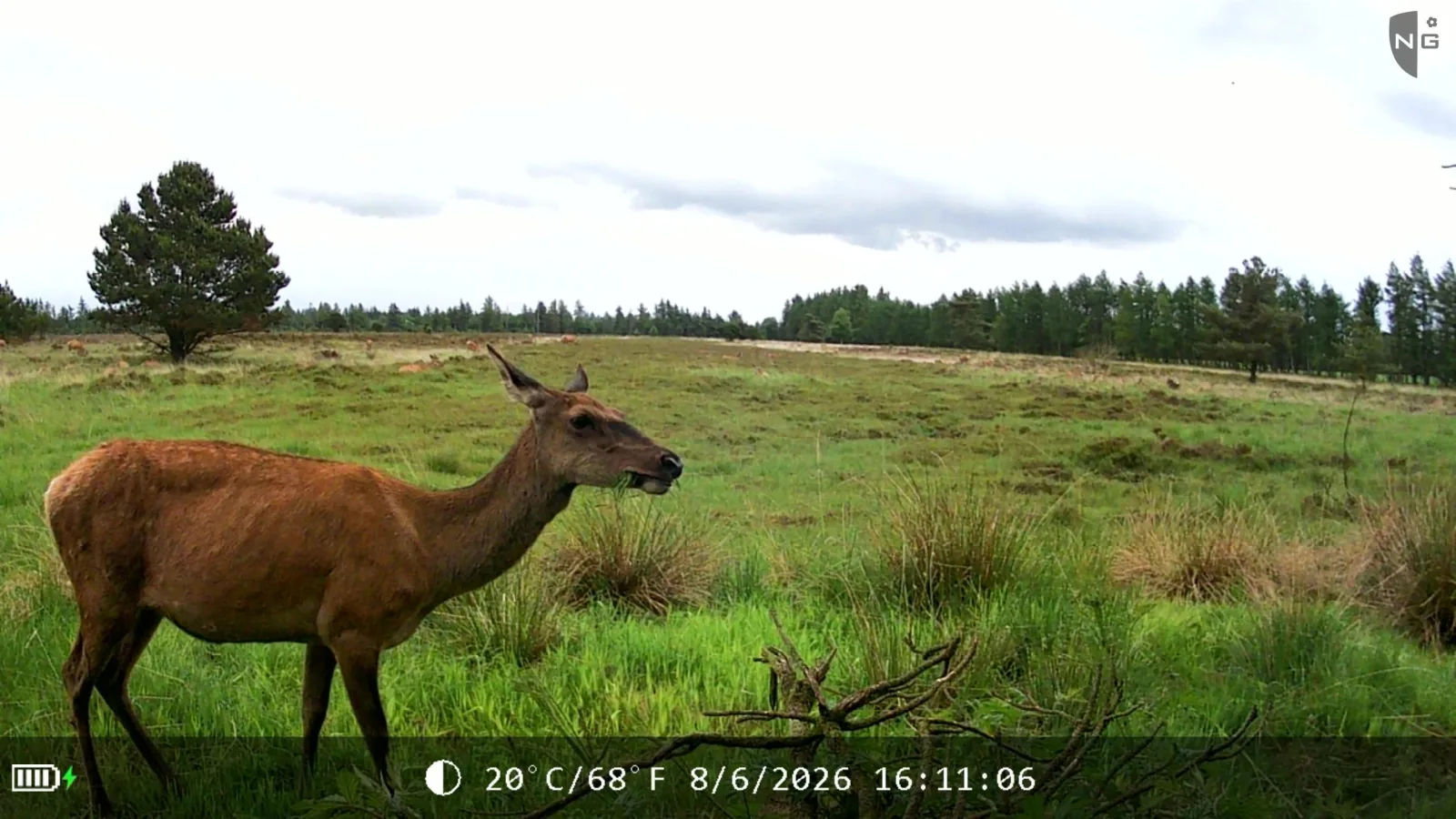 Camera-trap image of a red deer with an API detection box