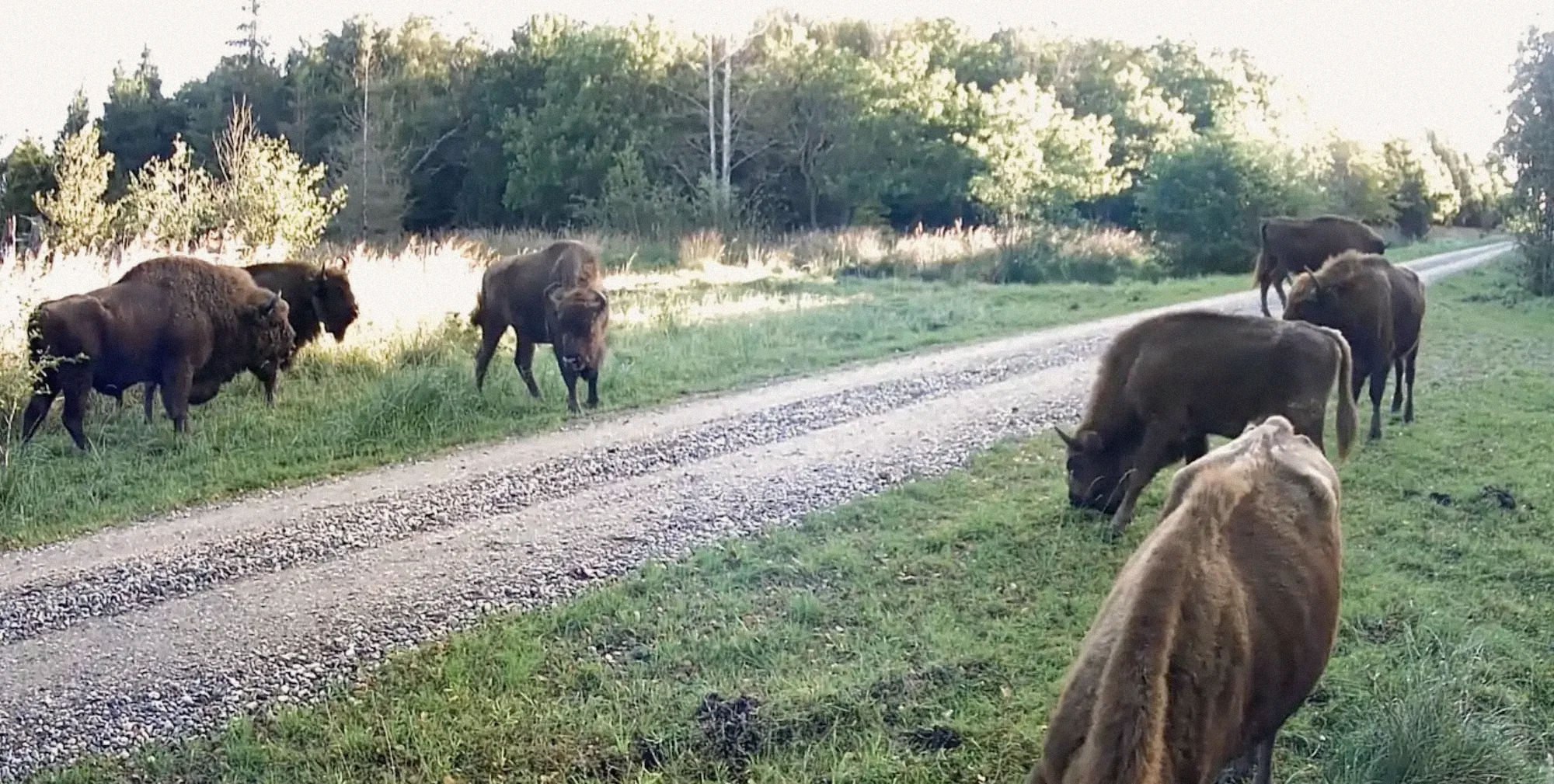 A herd of European bison beside a gravel track at Lille Vildmose