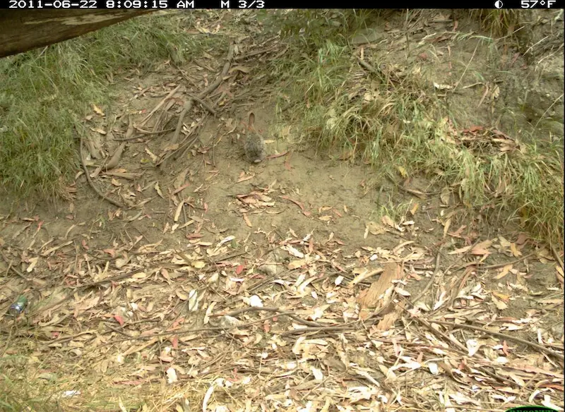 Sample wildlife image for API demo