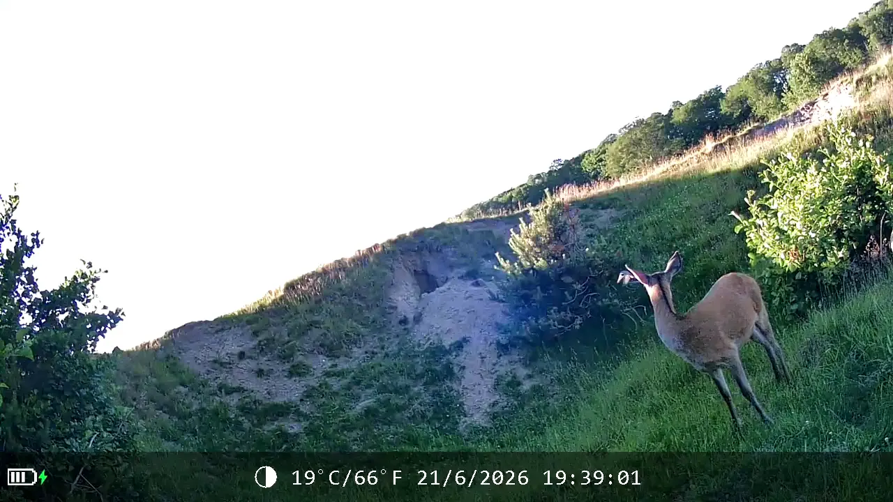 Deer at golden hour