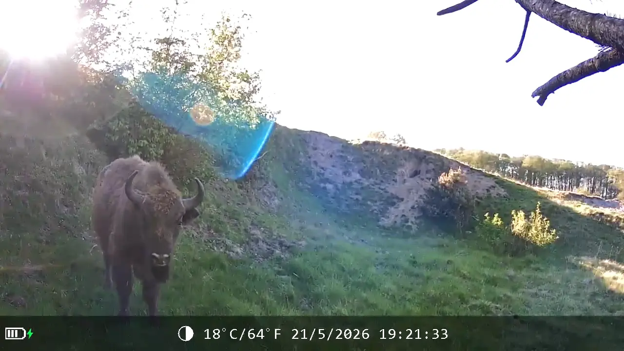 European bison