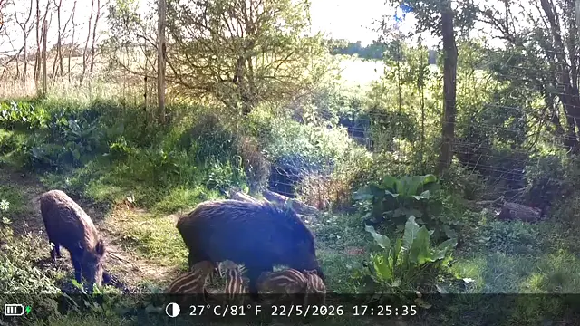 Wild boar family