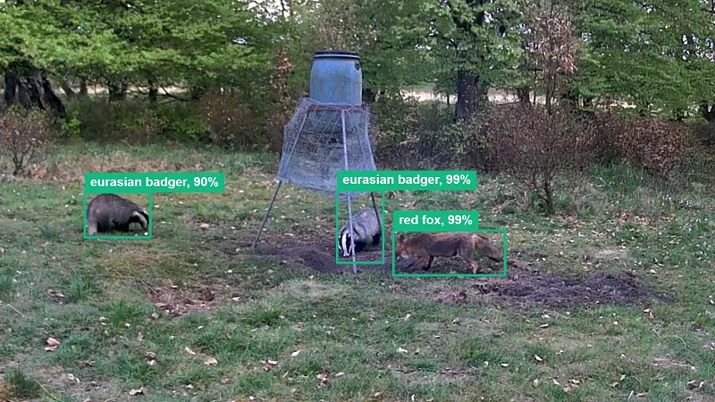 Camera trap capture: eurasian badger, 99%