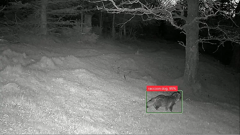 Camera trap capture: raccoon dog, 95%