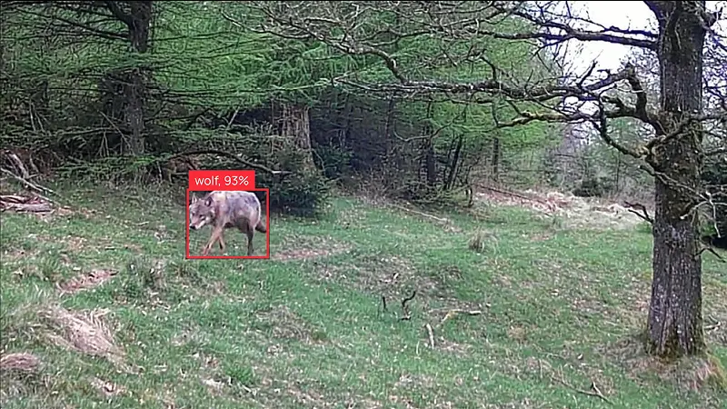 Camera trap capture: wolf, 93%