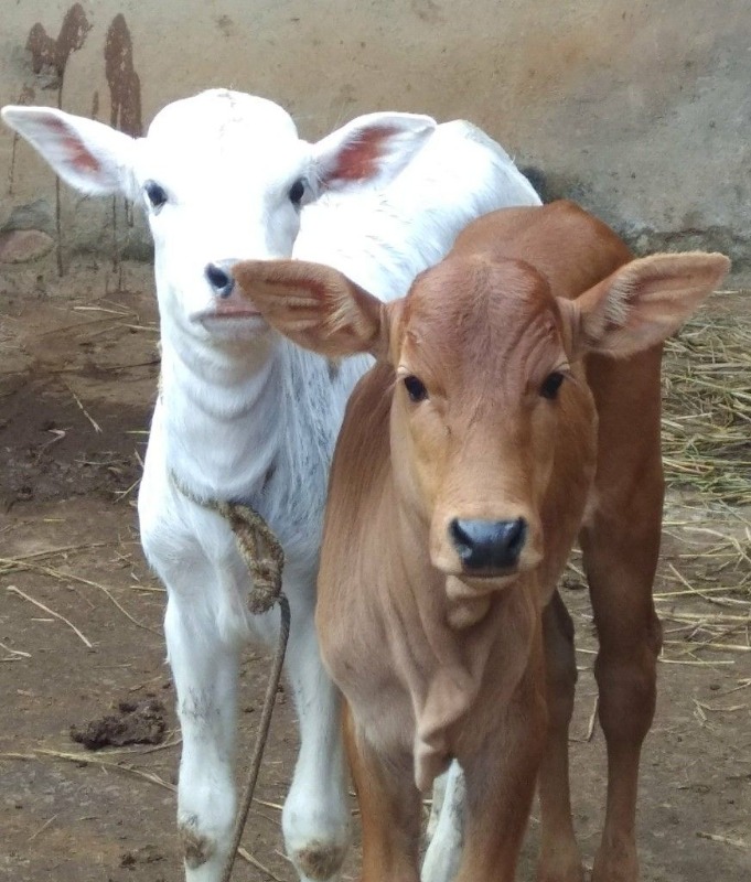 Female Calf