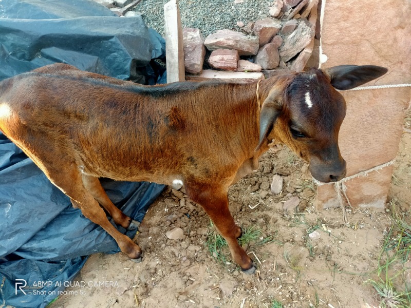 Female Calf