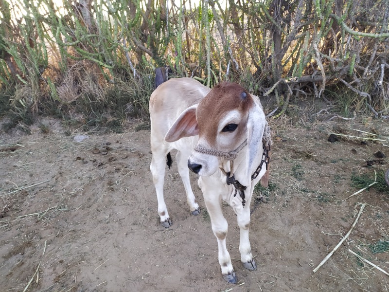 Female Calf