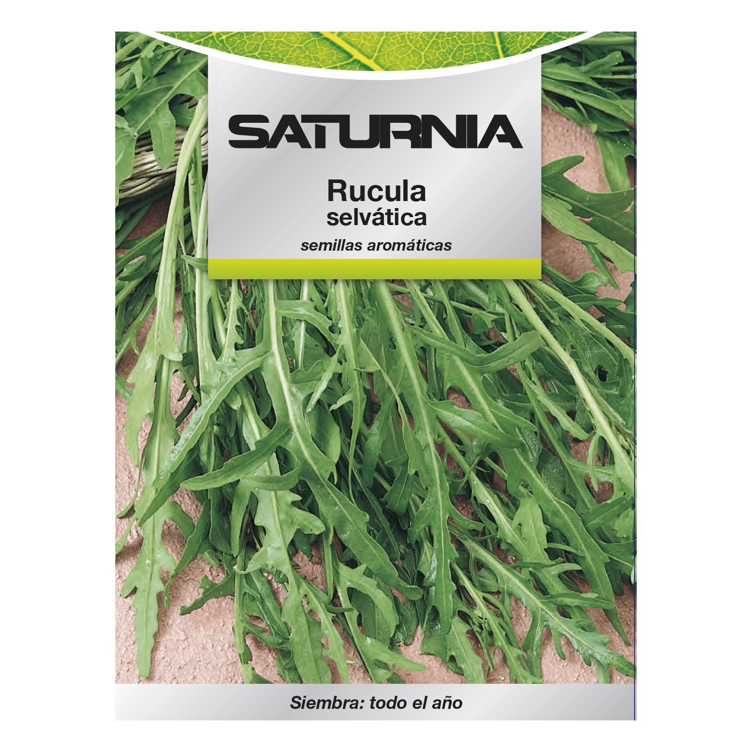 Semillas Aromaticas Rucula Selvatica (2.5 Gramos) Horticultura ...