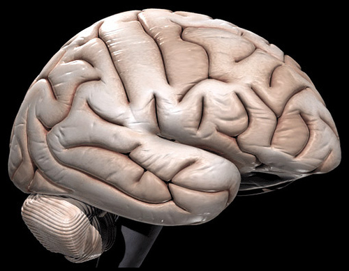 科技進步後，人腦被保存下來並數位化，可以幫助醫療研究。（photo by  AJ Cann on Flickr- used under Creative Commons license）