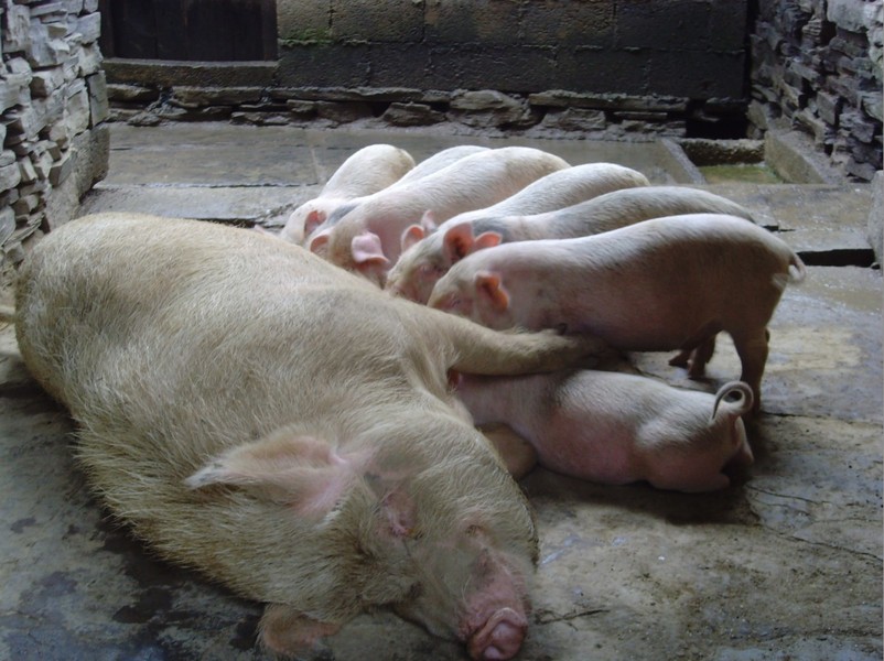 三黨候選人都對美豬提出想法，但台灣真的適合養豬嗎？(photo by wikipedia)