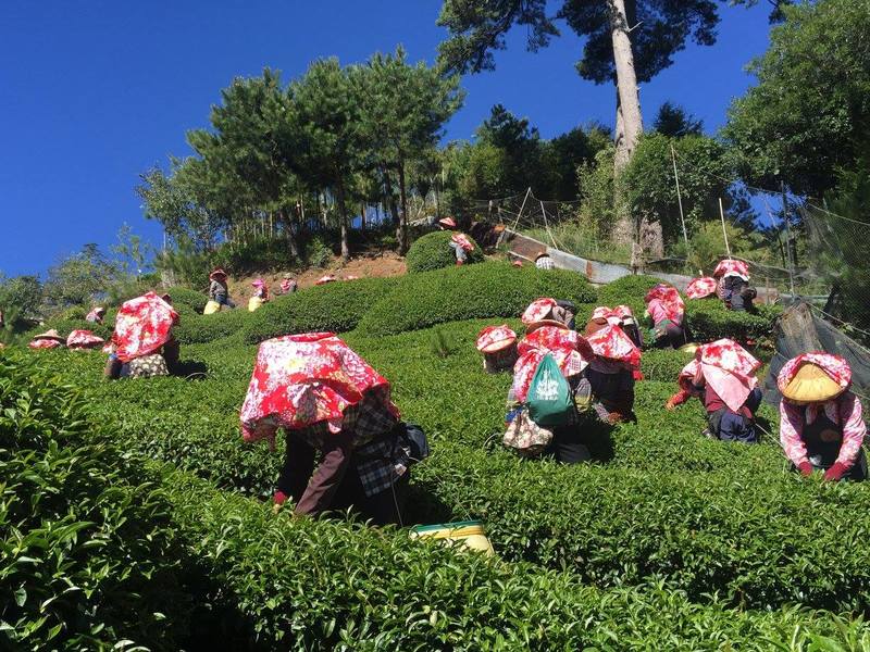 北浦東方美人茶一年產量約500斤，參賽的卻有1萬斤，在「穩定同位素」掃描技術下，是否全產自北浦將無所遁形。（photo by 醒報資料庫）