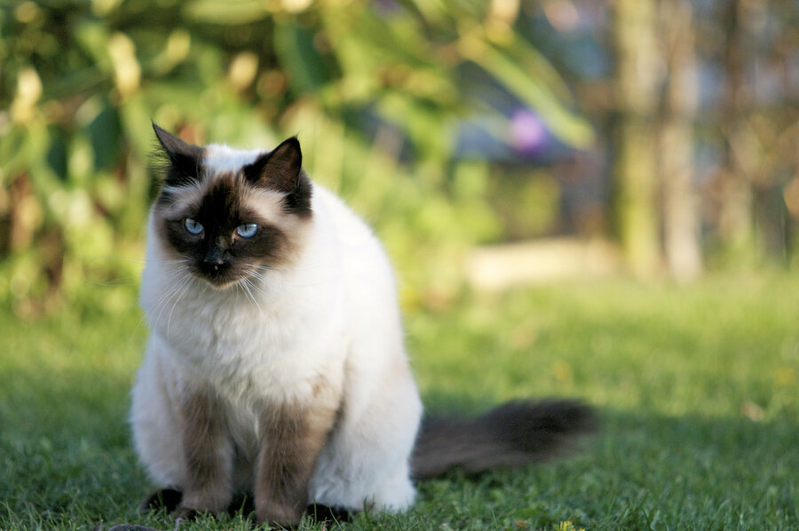 家貓對野生小型動物造成巨大威脅，但是否該因此實施禁止家貓出門的政策，兩方專家看法不一。（Photo by Niels Hartvig on Flickr under C.C. License）