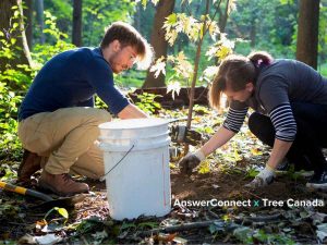 Two people planting trees