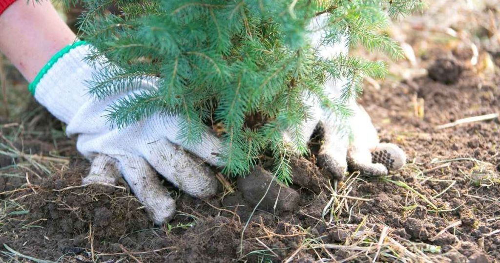 Hands planting tree in soil to absorb carbon