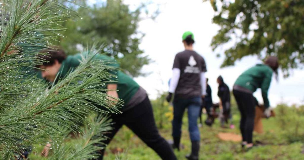 Group of people planting trees for reforestation project 