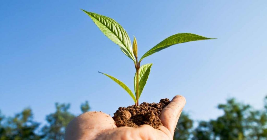 Hand carrying tree seedling