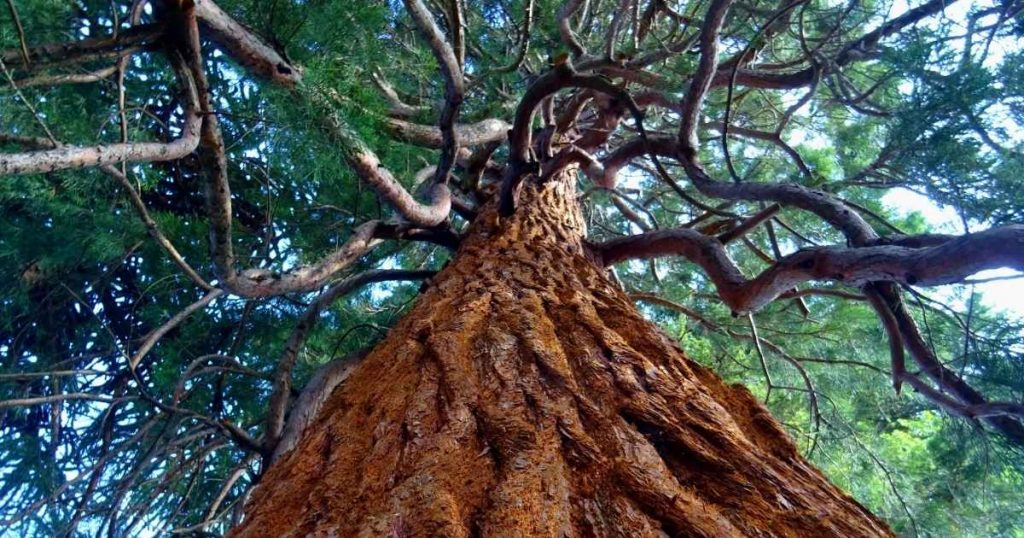 Upwards view of big oak tree