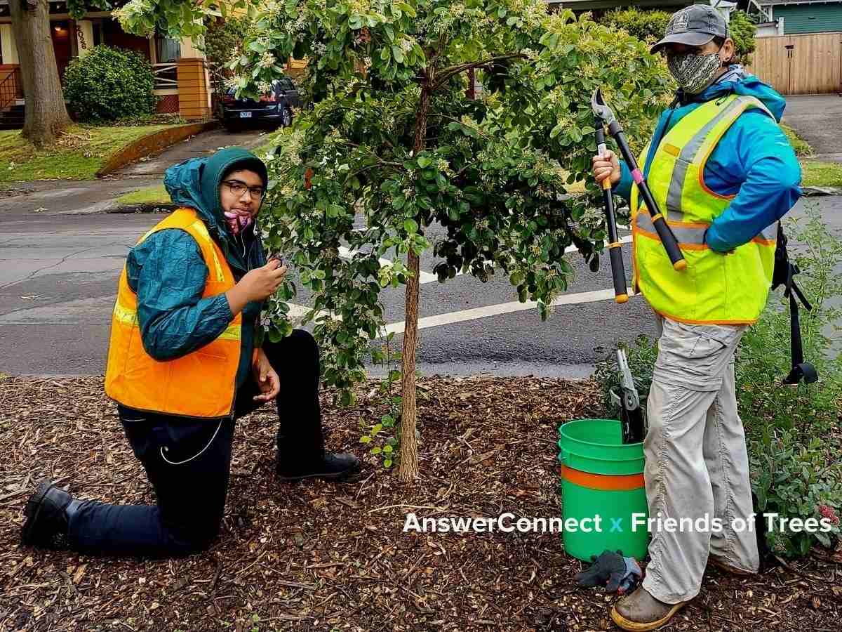 Two people pruning a tree to demonstrate tree pruning process