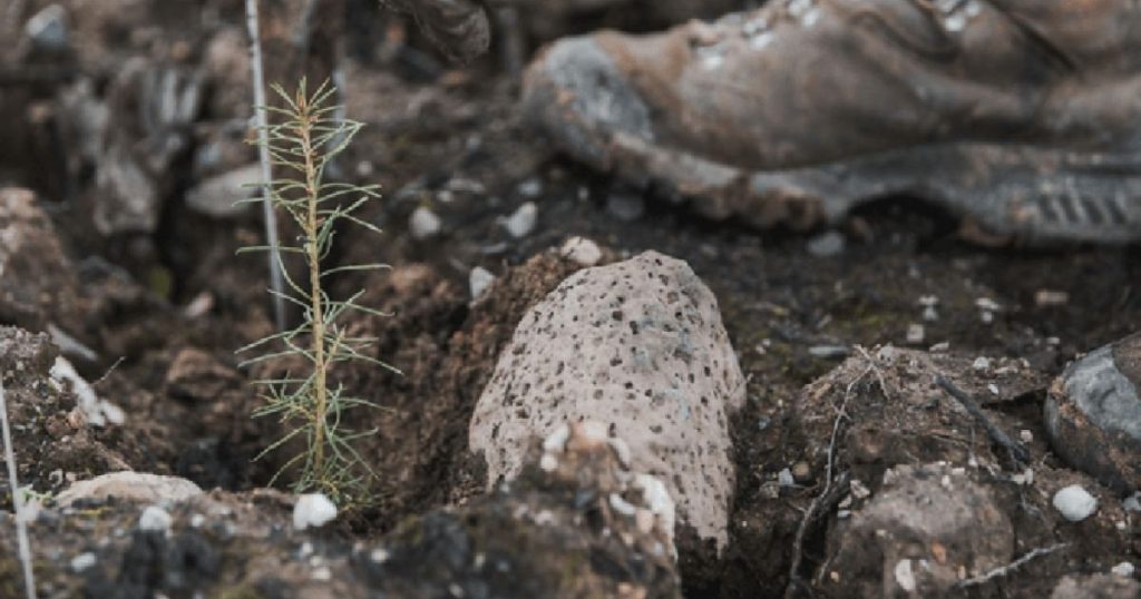 seedling spouting  from tree planted