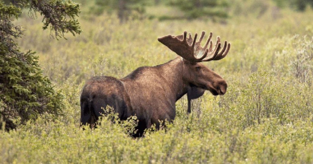 Canadian moose standing in grass