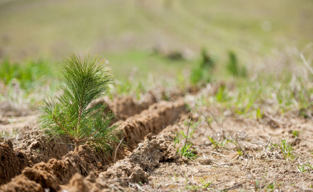 Tree sprouting from ground