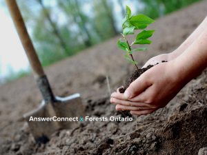 hands holding tree in soil with shovel in ground