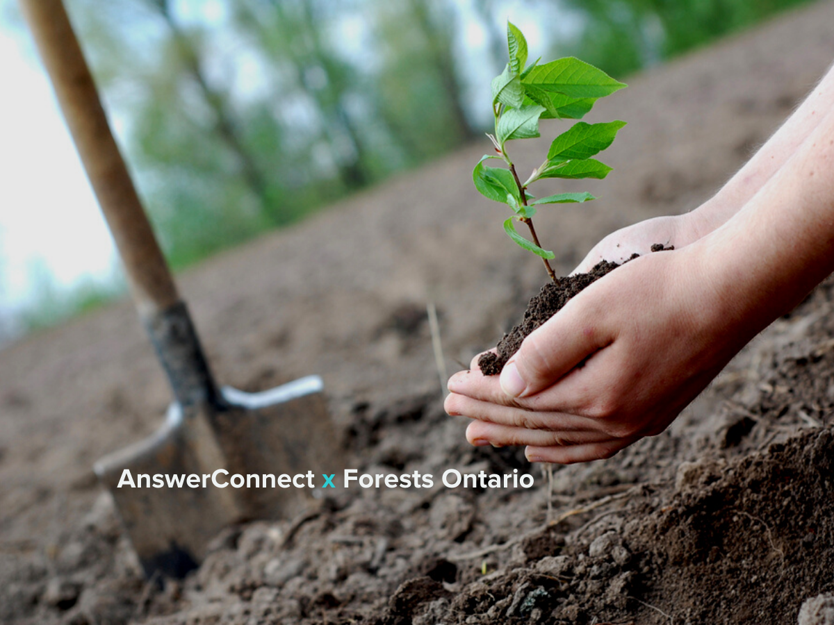 hands holding tree in soil with shovel in ground