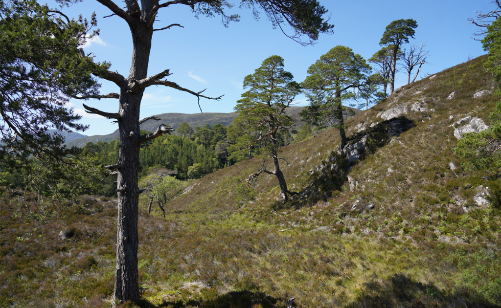 Trees growing in highlands in Scotland