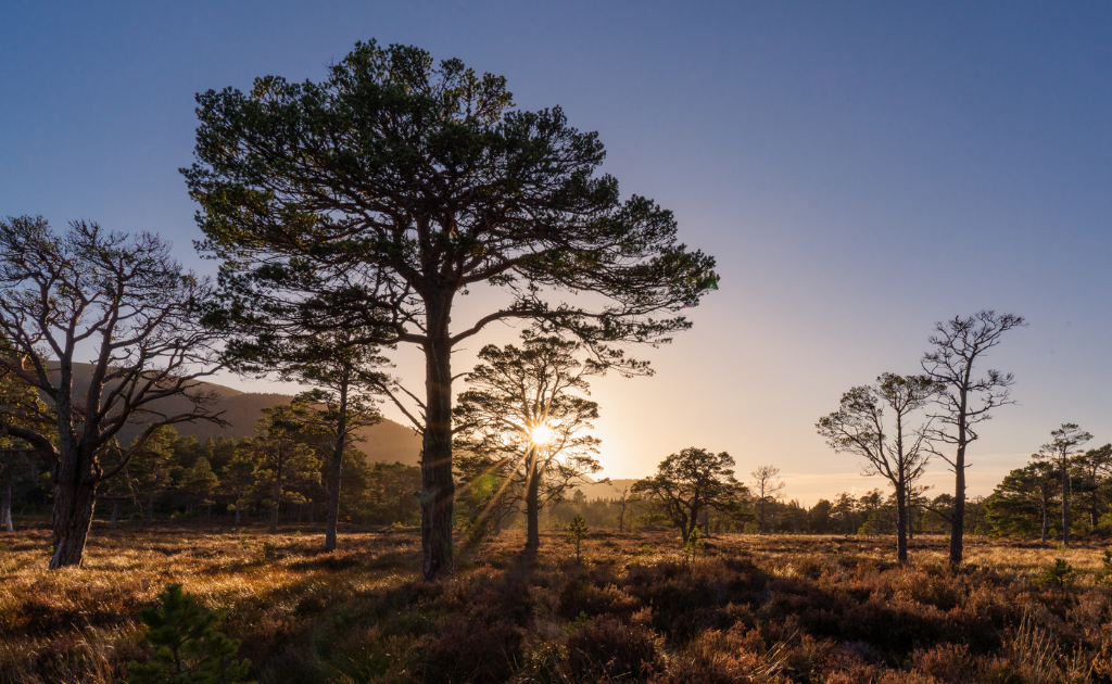 tree in Scotland highlands